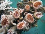 acqua alcalina corallo okinawa