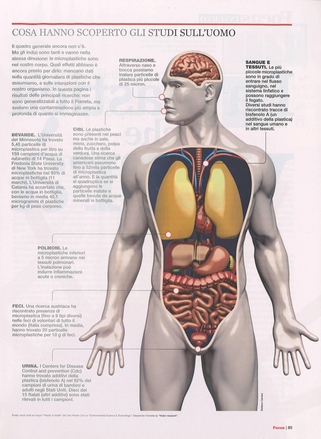 Microplastiche nel corpo umano 4